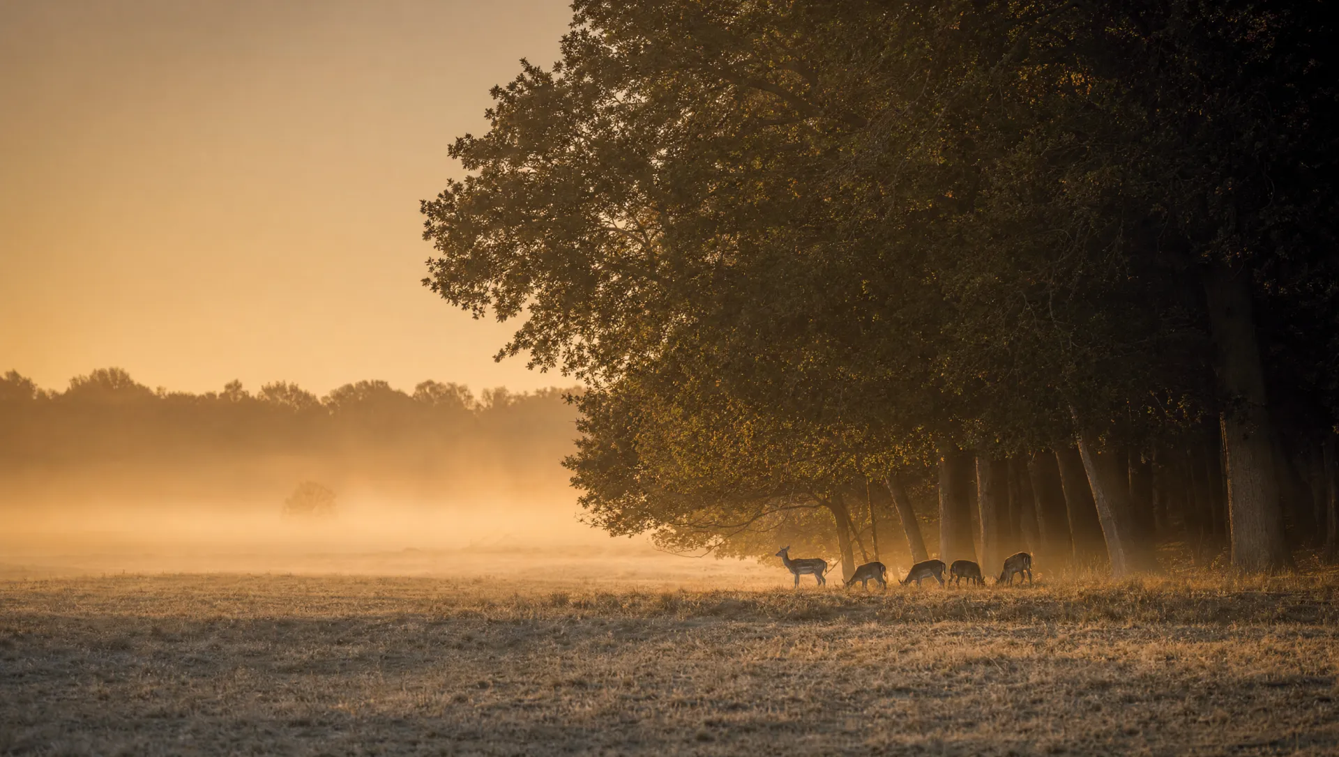 Dådyr ved kanten af en gammel bøgeskov i gylden morgendis
